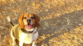 Happy beagle dog, barking and panting in a quiet park with sun light.