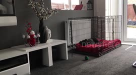 FUNNY DOG WOULD RATHER GO TO JAIL THAN HAVE HIS EARS CLEANSED