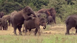 Duo of elephants playfully engage with one another while grazing in Sri Lanka