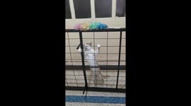 Cat being curious and trying to climb a bed support slat, with a funny gesture