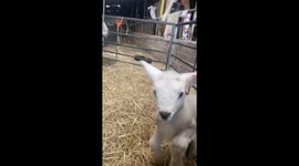 Lamb leaping jumping playing. Baby animals on the farm