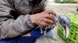 Kind rescuer saves hornbill chick that had almost strangled itself in plastic