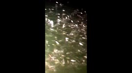 Thousands of fish leap out of water to chase light from fishing boat