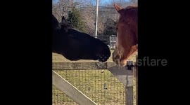 US: Horse Fights Food Waste By Licking Friends’ Faces