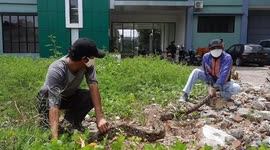 Three-metre-python carried out of residential neighbourhood in Indonesia