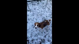 Beagle is catching a snow ball
