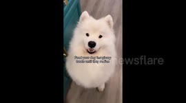 Feed your dog imaginary treats until it realizes. Samoyed edition