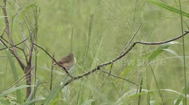 Eat your grub! Prinia bird parent struggles to get its overfed chick to eat more food.