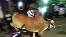 Show-jumping bull leaps over 18 motorcycles and becomes local celebrity in India