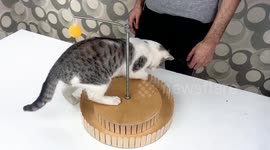 YouTuber creates DIY amazing wooden toy for cats