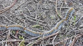 Hiker finds long caterpillar train in France