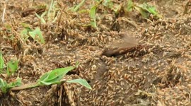 Incredible number of flying ants create natural spectacle while bursting from their underground tunnels