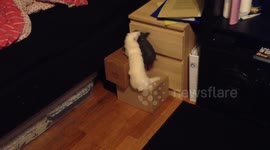 Ferret fails to pull favourite piggy toy onto bed