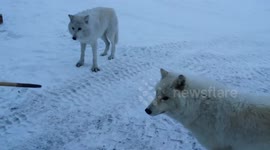 Arctic wolves approach workers in Canada