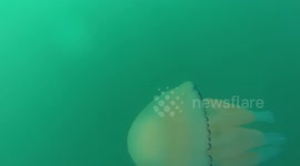 jellyfish accompanies us while down chesil beach
