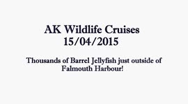 Barrel Jellyfish sighted by AK Wildlife Cruises 15.04.2015