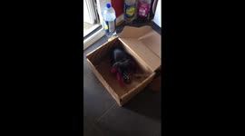 Bertie in the box