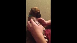 Very sleepy puppy can't stay upright