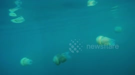 Barrel Jellyfish AK Wildlife Cruises 15.04.2015