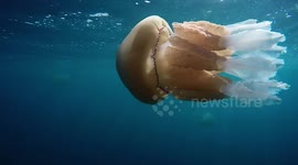Barrel jellyfish invasion off the coast of Cornwall, UK