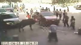 Frightened buffalo storms school in China