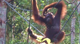 Anwar the orangutan scratching