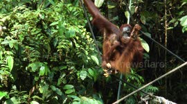 Orangutans and babies feeding