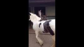 Jackson the cat riding Brenda his horse friend