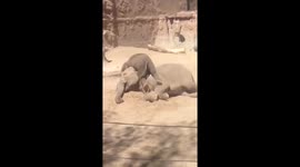 Baby elephant just wants to play