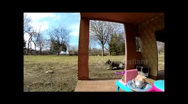 Cute squirrel interrupting tea time