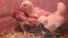 Baby Chicks Discover Yummy Grapes