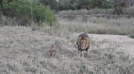 Family Time with a Lion Pride