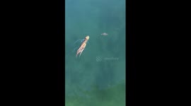 Octopus chases crab at Sydney Harbour