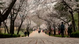 Cherry blossom season begins in Seoul