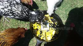 Chickens go crazy for scrambled goose eggs