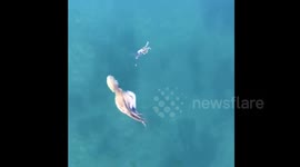 Hungry octopus chases crab around Sydney harbour