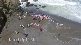 Sperm Whale carcass on US beach