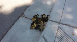 Ducklings struggle to follow mother
