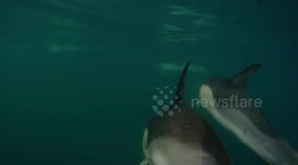 Common Dolphin Short Clip 15 4 15