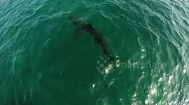 Basking shark spotted off Cornish coast