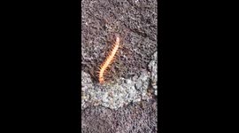 Just some ants taking their lunch home