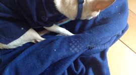 Now my dog loves to brush his teeth! By himself.