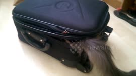 Cute cat hides in suitcase