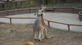 Kangaroo fight
