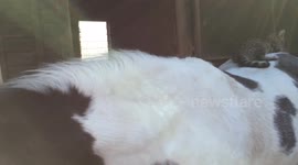 Jackson the kitten riding Brenda the horse