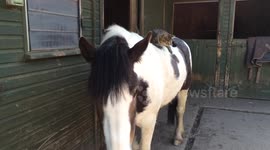 Jackson the kitten riding a horse bare back