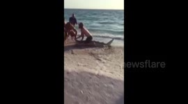 Fishermen struggle to free shark from hook