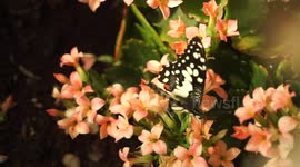 Colorful butterfly on a flower