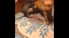 Adorable puppy and kitten startled while playing