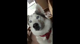 Husky 'talks' to owners